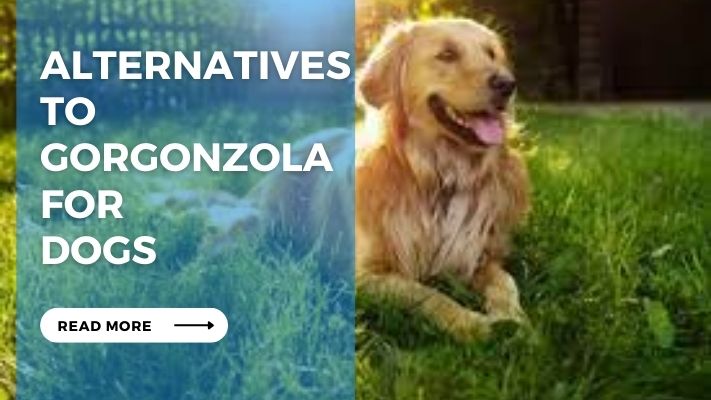 Alternatives to Gorgonzola for Dogs