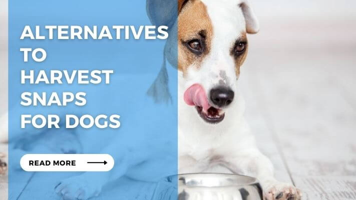 Alternatives to Harvest Snaps for Dogs