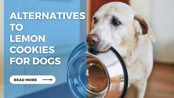 Alternatives to Lemon Cookies for Dogs