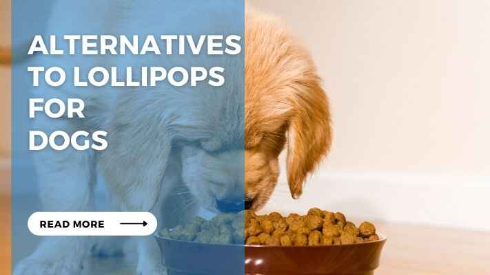 Alternatives to Lollipops for Dogs