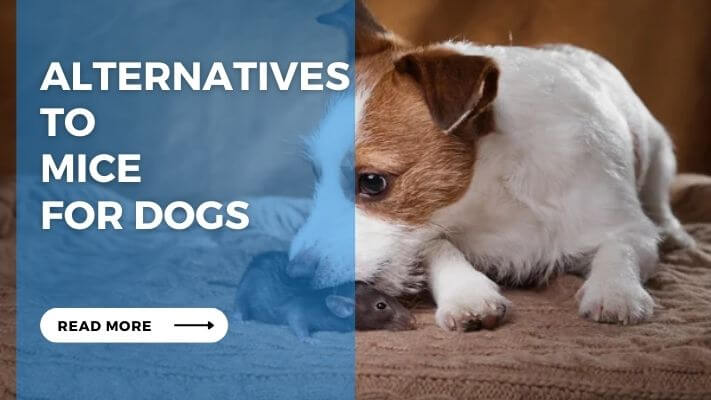 Alternatives to Mice for Dogs