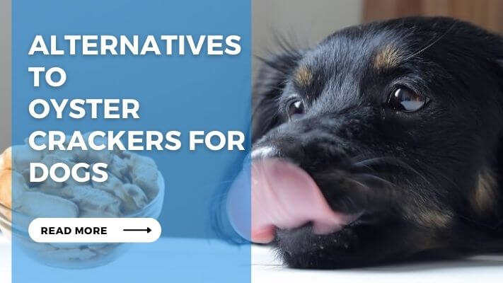 Alternatives to  Oyster Crackers for Dogs