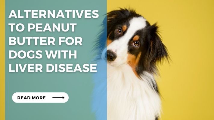 Alternatives to Peanut Butter for Dogs with Liver Disease