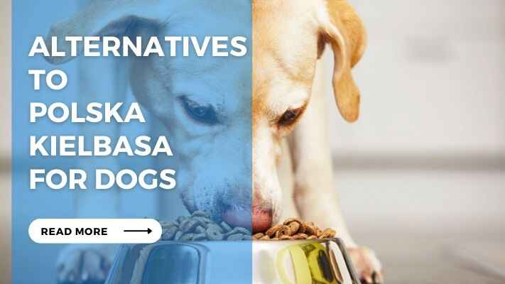 Alternatives to Polska Kielbasa for Dogs