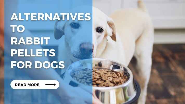 Alternatives to Rabbit Pellets for Dogs