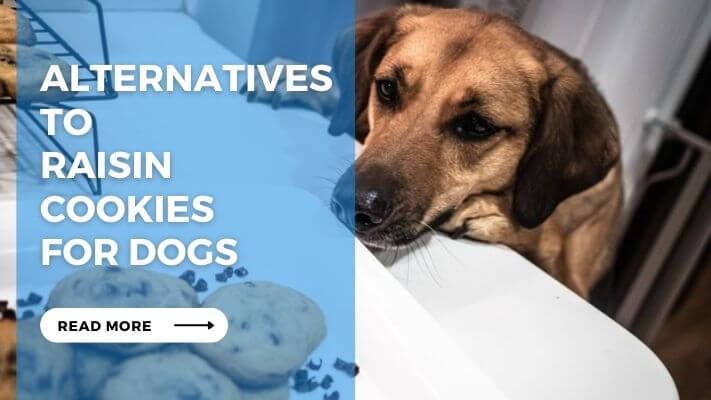 Alternatives to Raisin Cookies for Dogs