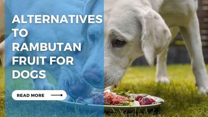 Alternatives to Rambutan Fruit for Dogs