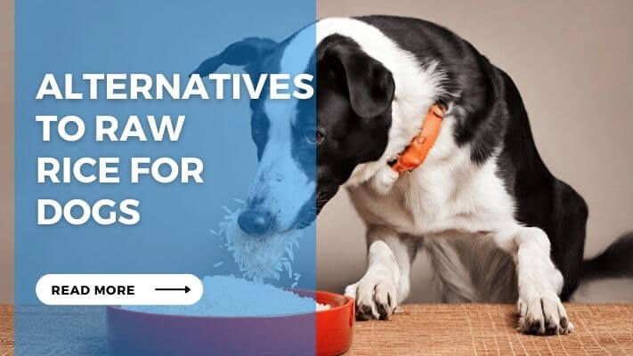 Alternatives to Raw  Rice for Dogs