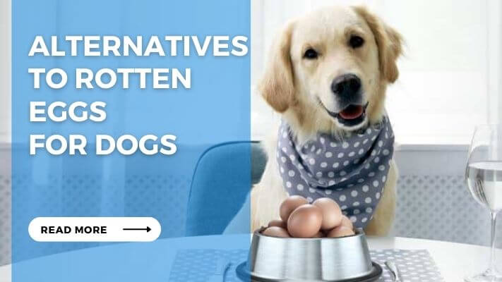 Alternatives to Rotten Eggs for Dogs