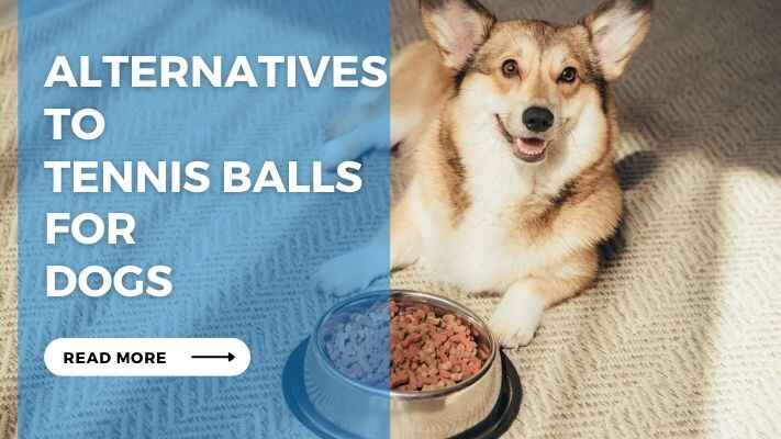 Alternatives to Tennis Balls for Dogs