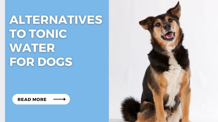 Alternatives to Tonic Water for Dogs