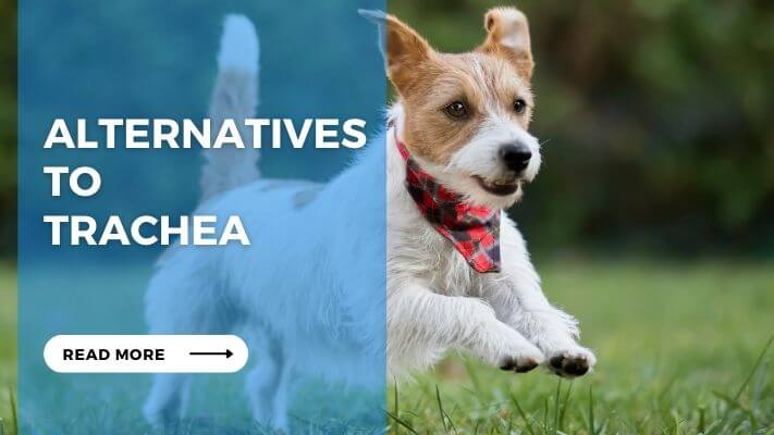 Alternatives to Trachea