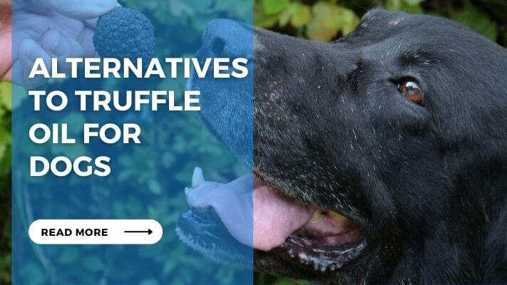 Alternatives to Truffle Oil for  Dogs