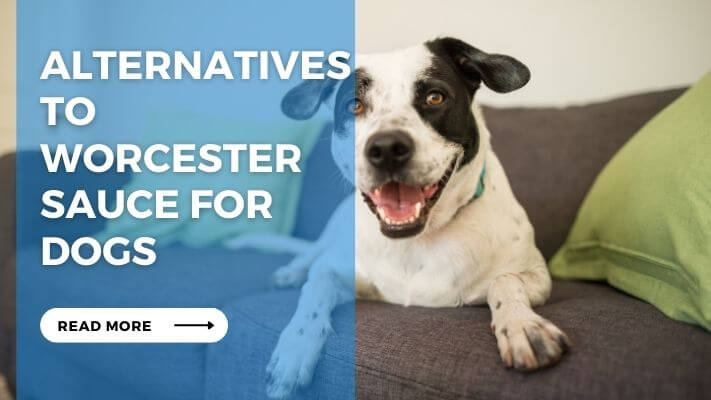 Alternatives to Worcester Sauce for Dogs