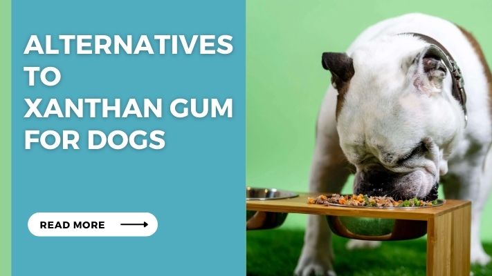 Alternatives to Xanthan Gum for Dogs