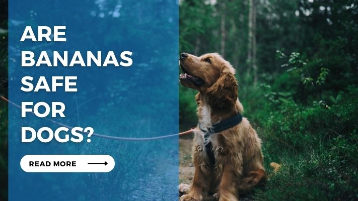 Are Bananas Safe for Dogs