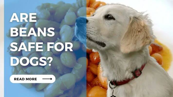 Are Beans Safe for Dogs