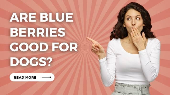 Are Blue Berries Good for Dogs