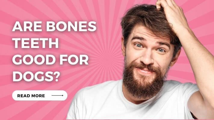 Are Bones Teeth Good for Dogs