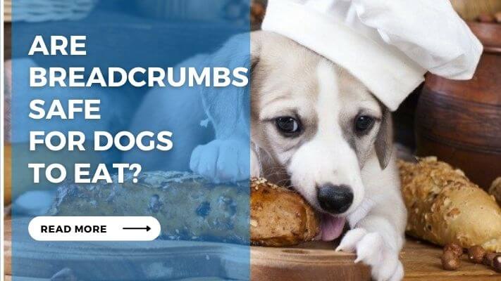 Are Breadcrumbs Safe for Dogs to Eat