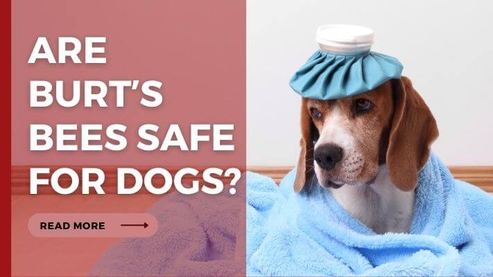 Are Burtʼs Bees Safe for Dogs