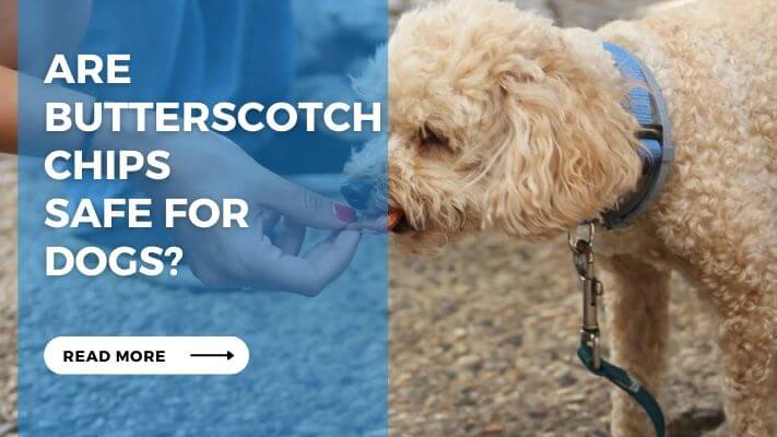 Are Butterscotch Chips Safe for Dogs