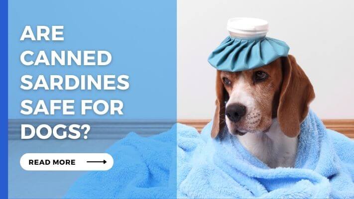 Are Canned Sardines Safe For Dogs