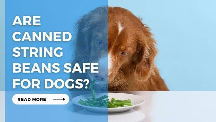 Are Canned String Beans Safe for Dogs