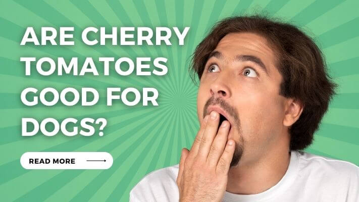 Are Cherry Tomatoes Good for Dogs