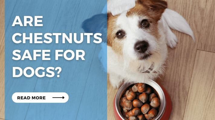 Are Chestnuts Safe for Dogs