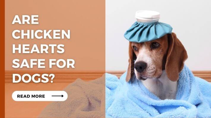 Are-Chicken-Hearts-Safe-For-Dogs