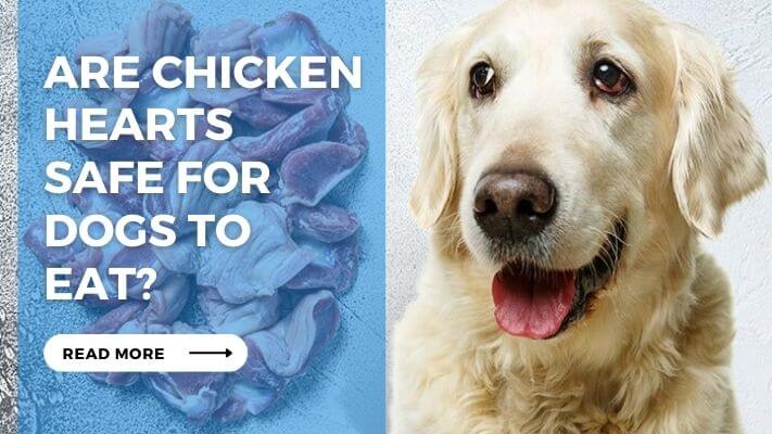 Are Chicken Hearts Safe for Dogs to Eat