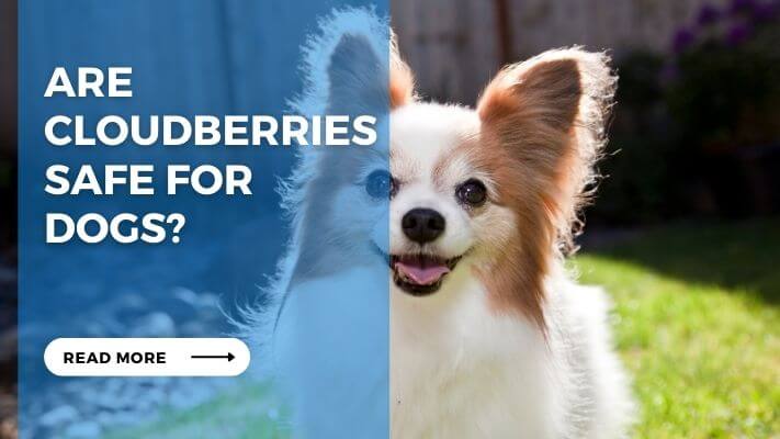 Are Cloudberries Safe for Dogs