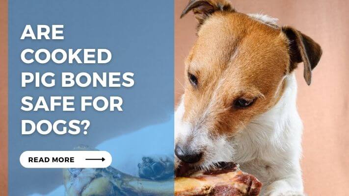 Are Cooked Pig Bones Safe for Dogs