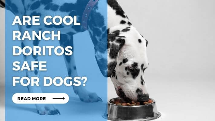 Are Cool Ranch Doritos Safe for Dogs