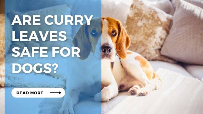 Are Curry Leaves Safe for Dogs