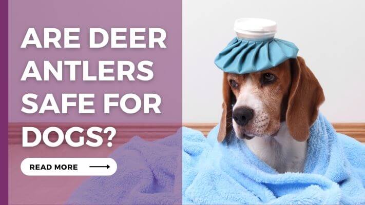 Are-Deer-Antlers-safe-For-Dogs