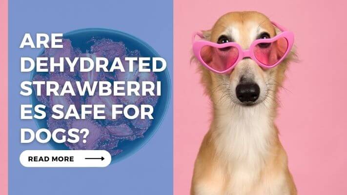 Are Dehydrated Strawberries Safe for Dogs