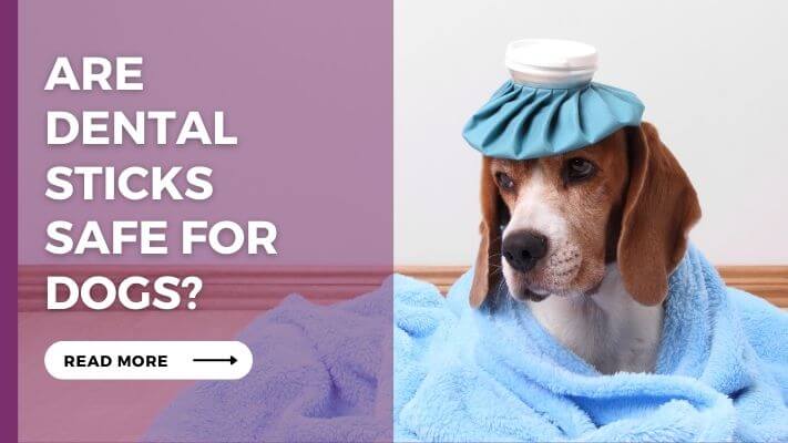 Are-Dental-Sticks-Safe-for-Dogs