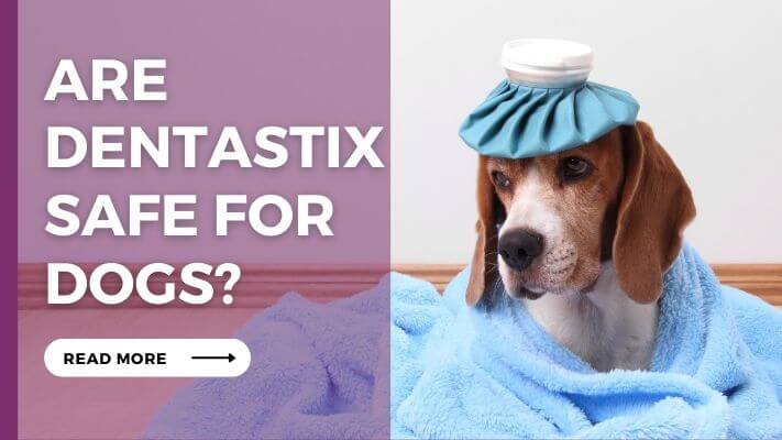 Are-Dentastix-Safe-for-Dogs