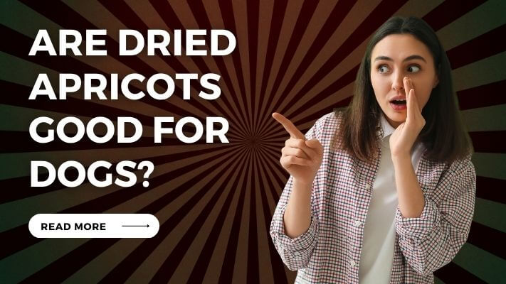 Are Dried Apricots Good for Dogs