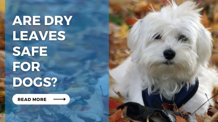 Are Dry Leaves Safe for Dogs