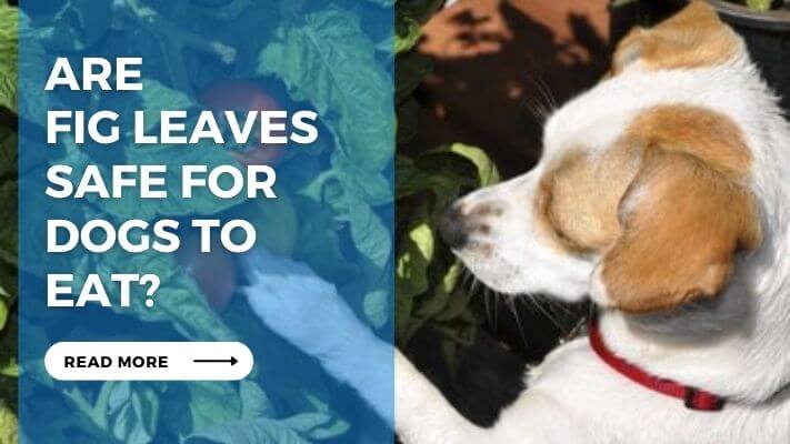 Are Fig Leaves Safe for Dogs to Eat