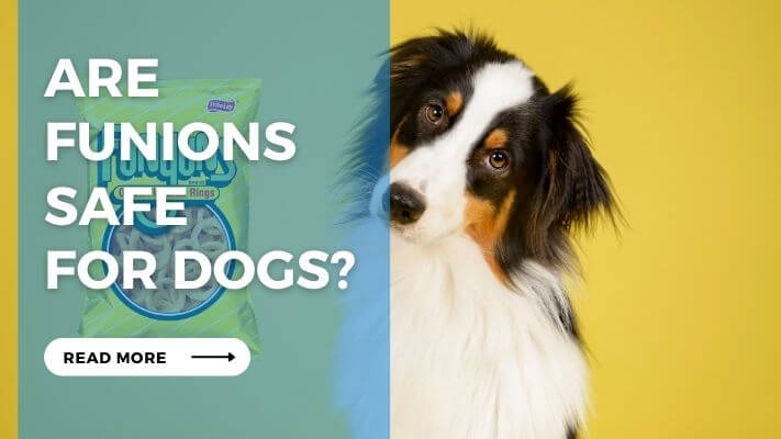 Are Funions Safe for Dogs