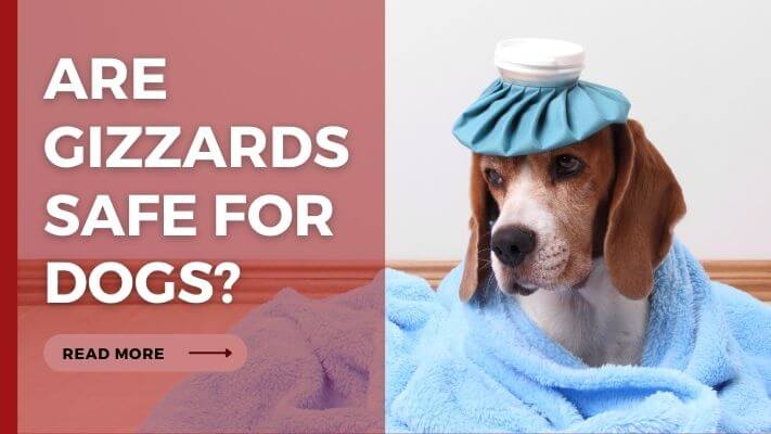 Are Gizzards Safe for Dogs