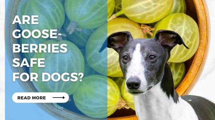 Are Gooseberries Safe for Dogs