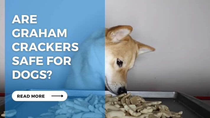 Are Graham Crackers Safe for Dogs