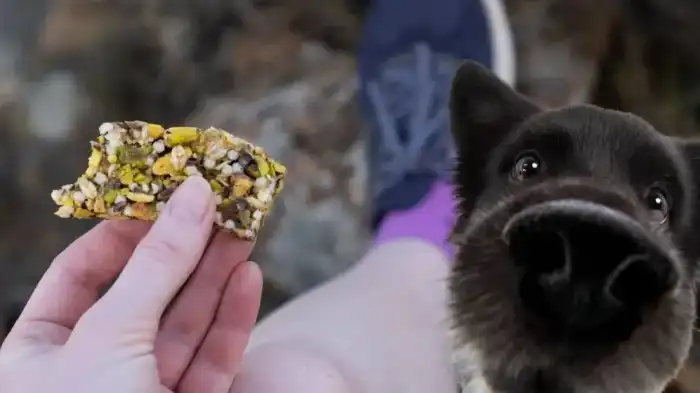 Can Dogs Eat Nature Valley Granola Bars?
