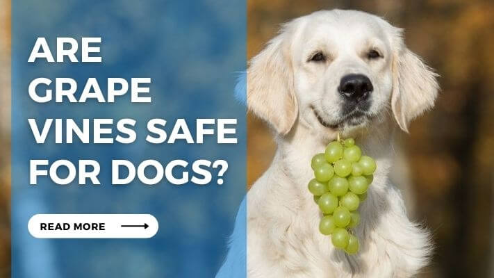 Are Grape Vines Safe for Dogs