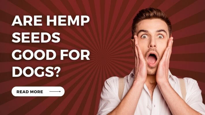 Are Hemp Seeds Good for Dogs